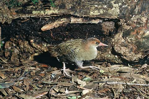 奧島秧雞(幼鳥)