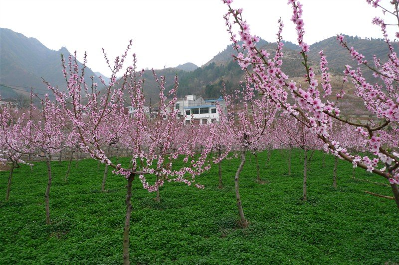 丹鳳縣桃花谷風景區