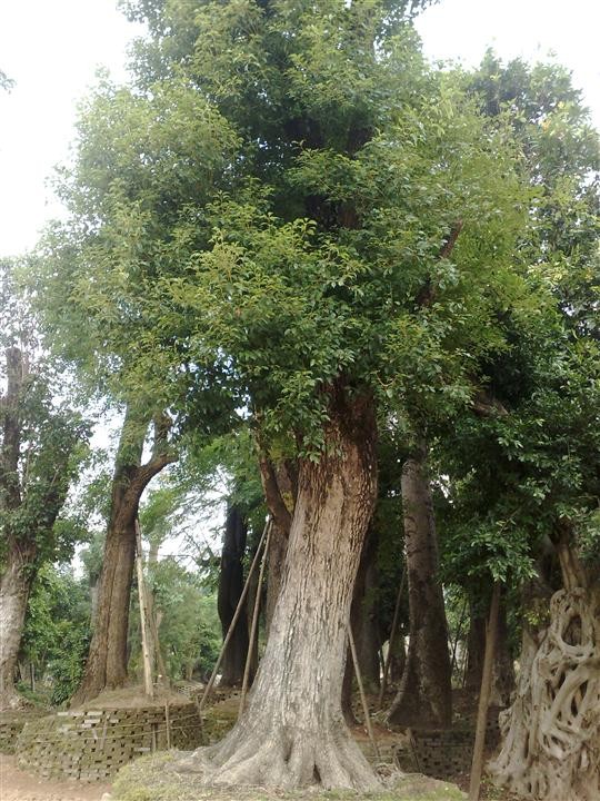 福建香樟