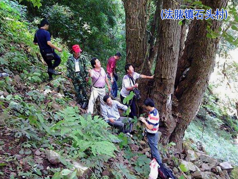 石頭村(雲南省楚雄州雙柏縣法脿鎮石頭村)