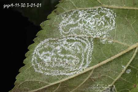 螺旋粉虱