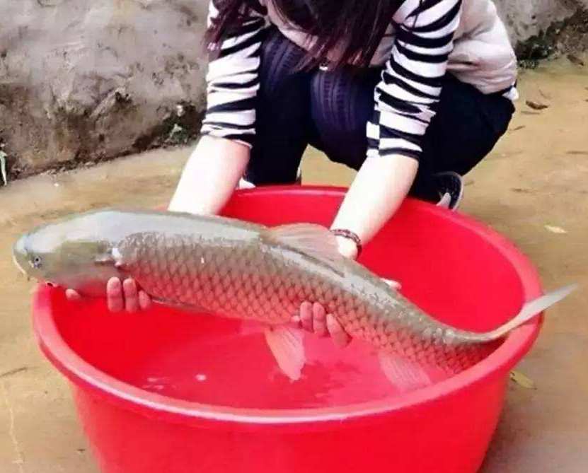 那林魚