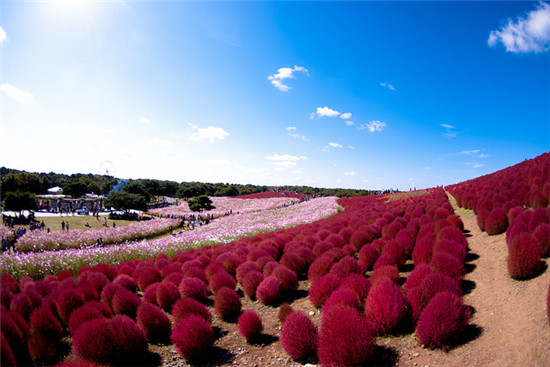 日立海濱公園