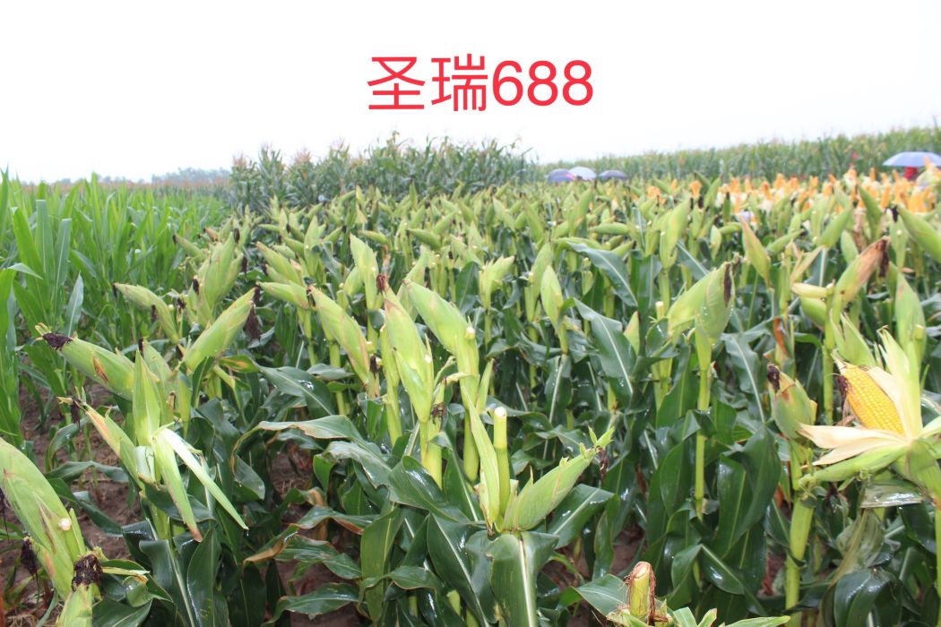 聖瑞688