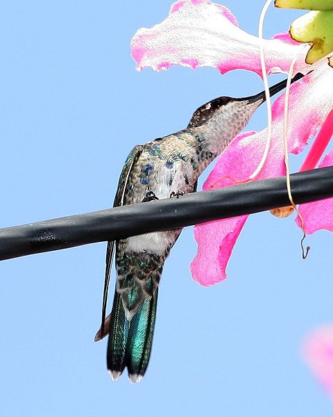 藍角星喉蜂鳥