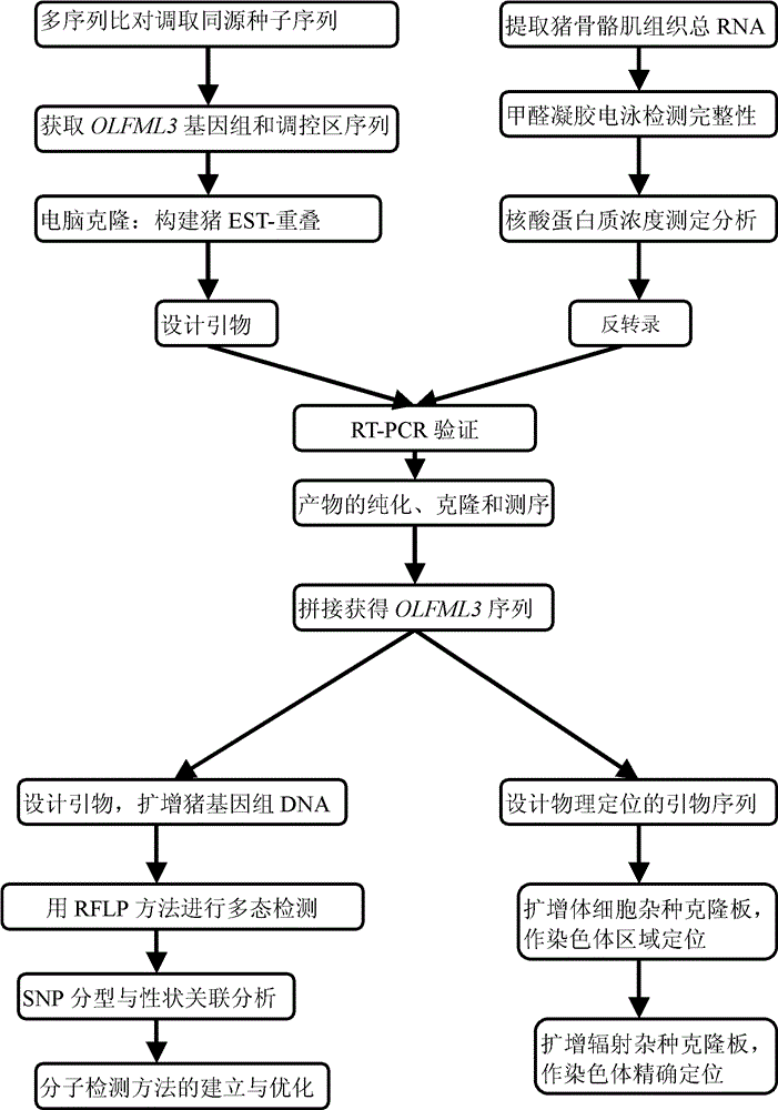 與豬免疫性狀相關的蛋白及其編碼基因和套用