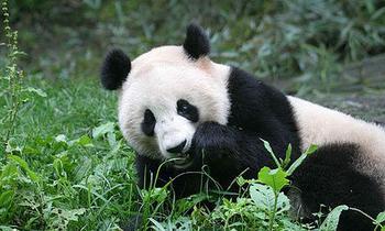 大熊貓和平大使