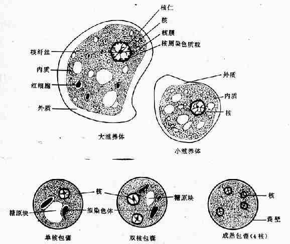 腸外原蟲