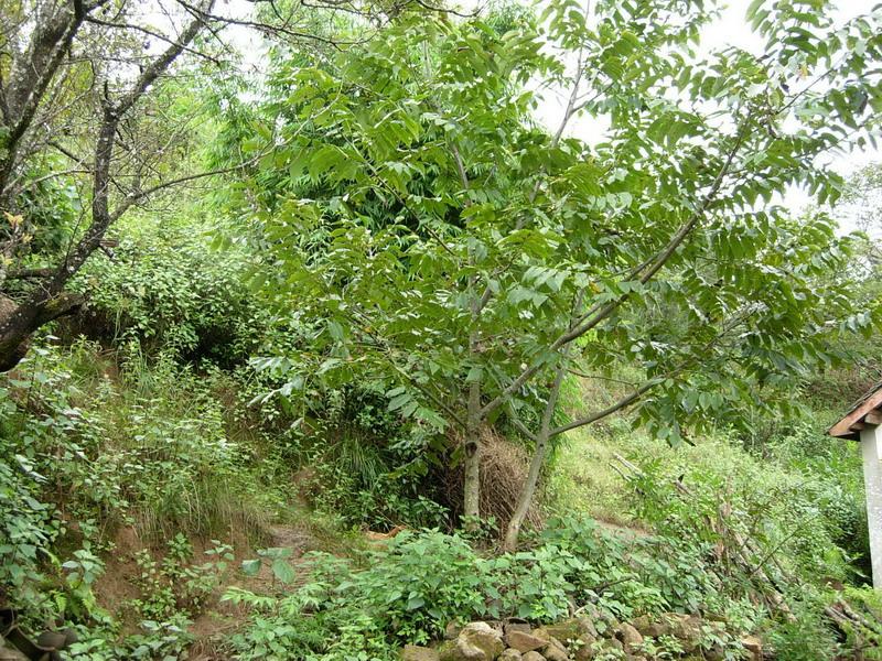 斑鳩塘自然村