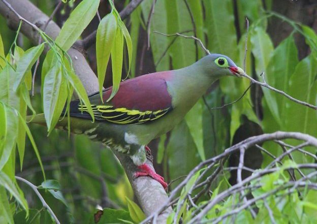 厚嘴綠鳩雲南亞種