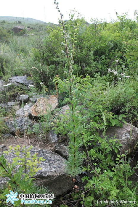 陰山烏頭（變種）