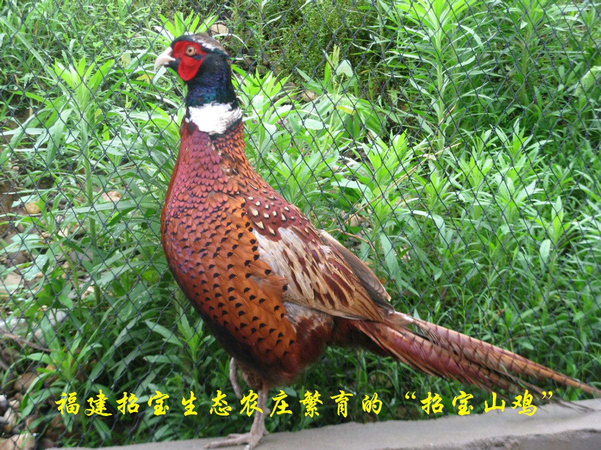 野生動物飼養業