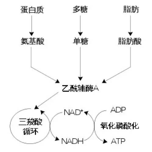 營養物循環