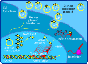 小干擾RNA