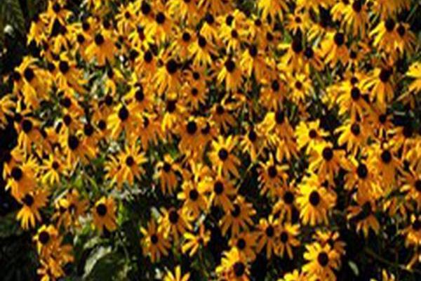 Rudbeckia fulgida \x27City Garden\x27