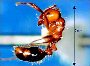 紅火蟻(火螞蟻)