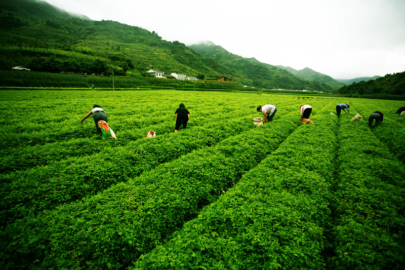 絞股藍(毛絞股藍)