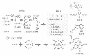 高級糖基化終產物