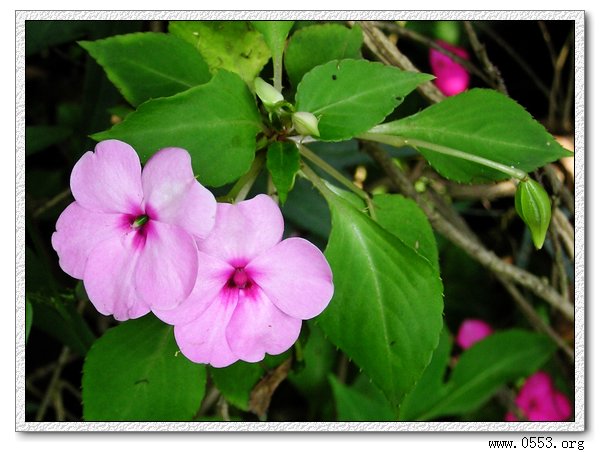 鳳仙花 鳳仙花科草本植物 形態特徵 葉 花 種子 生長習性 地理分布 植物種類 中文百科全書