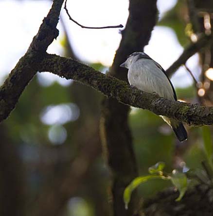 黑鳴鵑鵙