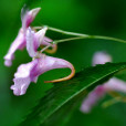 細柄鳳仙花