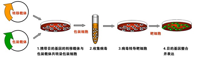 慢病毒載體