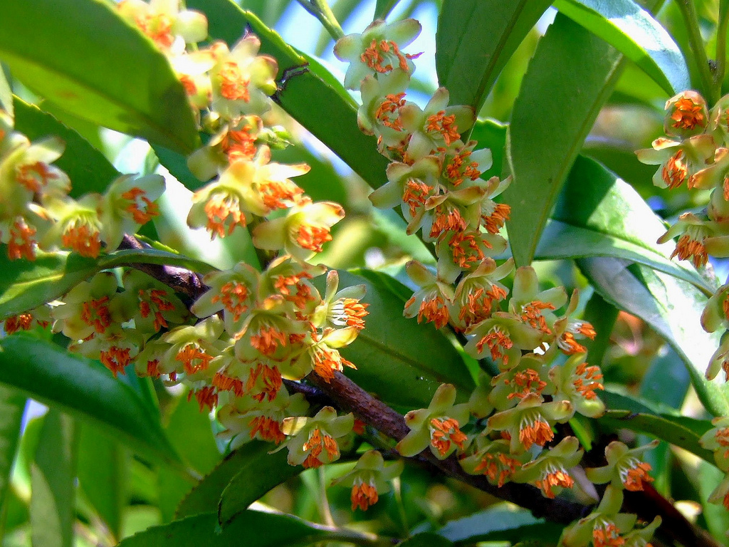 米碎花(山茶科灌木)