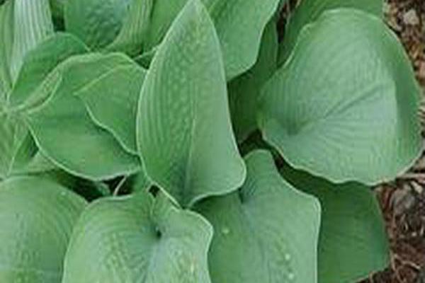 Hosta \x27Blue Umbrellas\x27