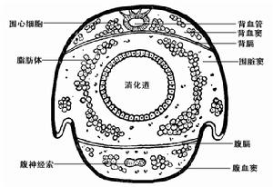 圍髒竇