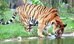 武漢森林野生動物園