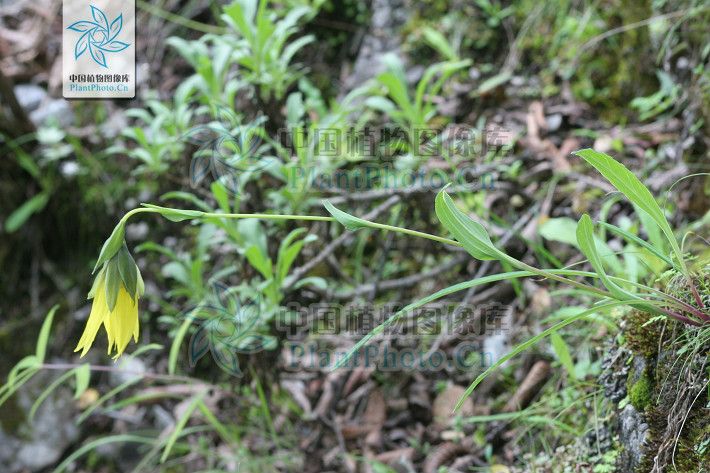 木里垂頭菊