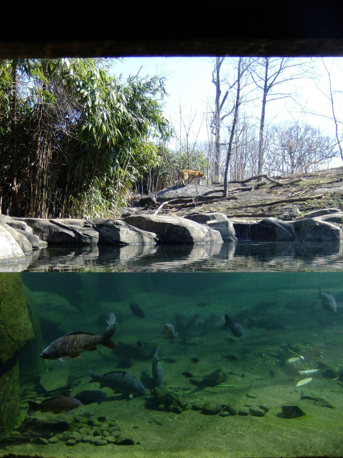 紐約布朗克斯動物園的虎展區