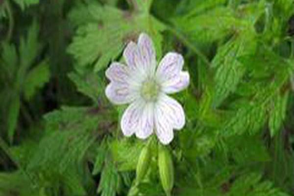 Geranium × oxonianum \x27Katherine Adele\x27