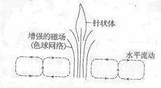 米粒組織