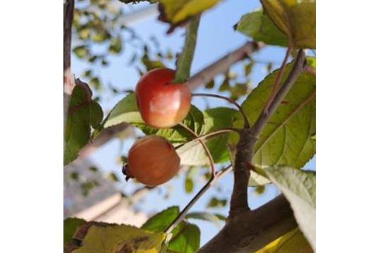 Malus × zumi var. calocarpa