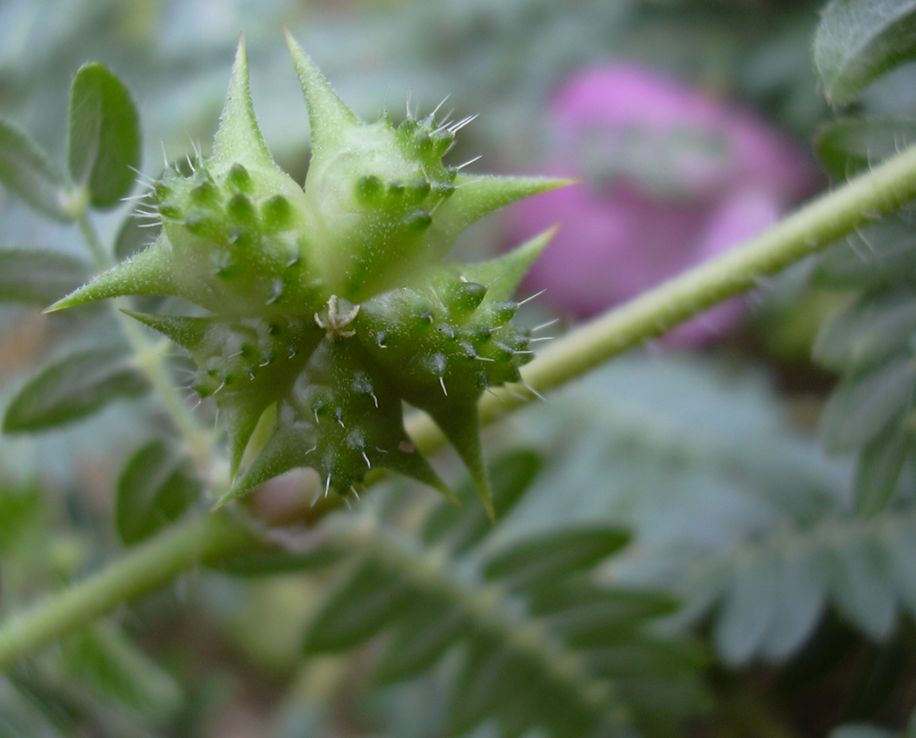 刺蒺藜果實