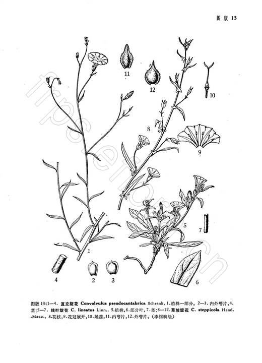 線葉旋花