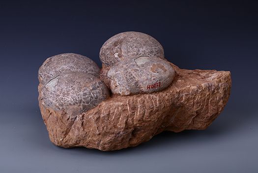 白堊紀恐龍蛋化石(茂名市博物館藏品之四)