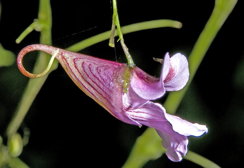 湖南鳳仙花