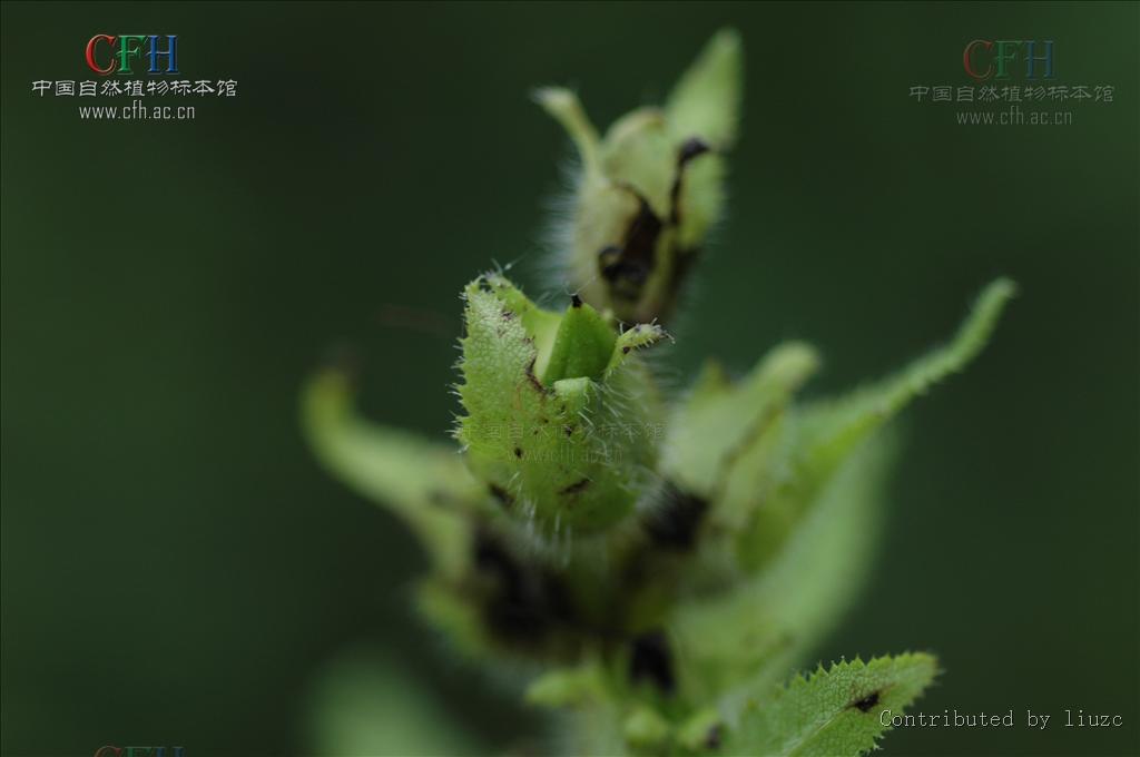 山西馬先蒿的花冠