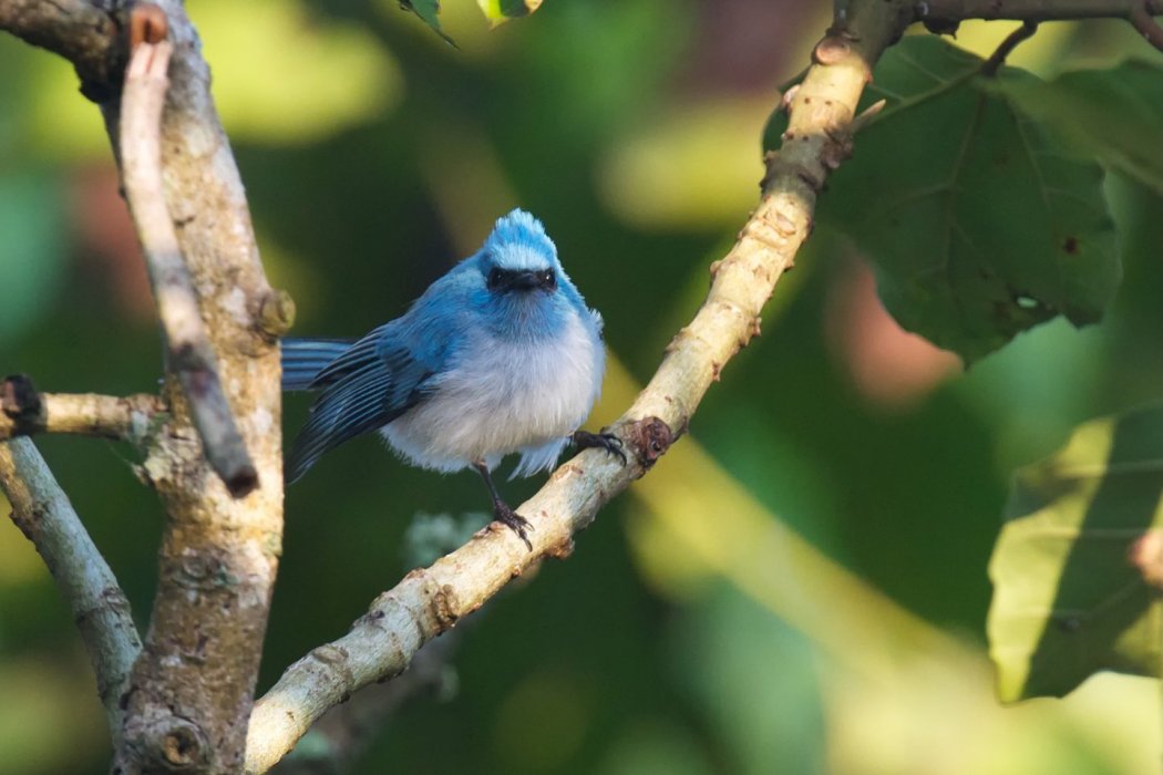 藍鳳頭鶲