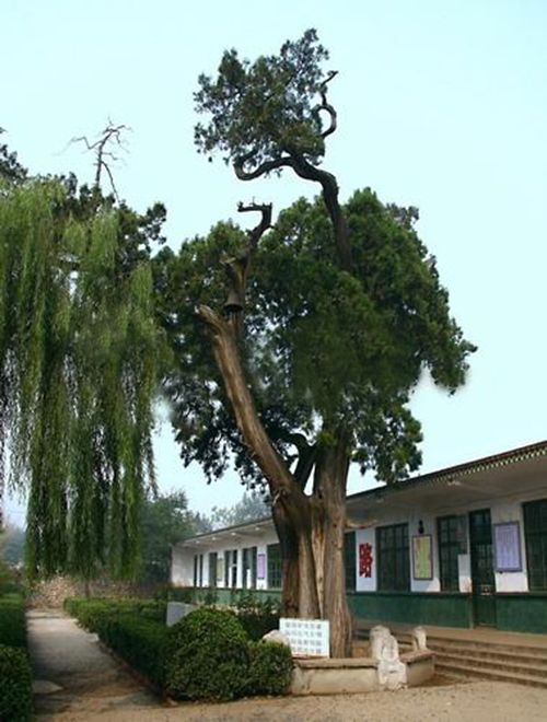 前莊科村(濟南市平陰縣孝直鎮前莊科村)