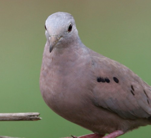 純胸地鳩