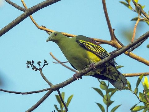 安達曼綠鳩