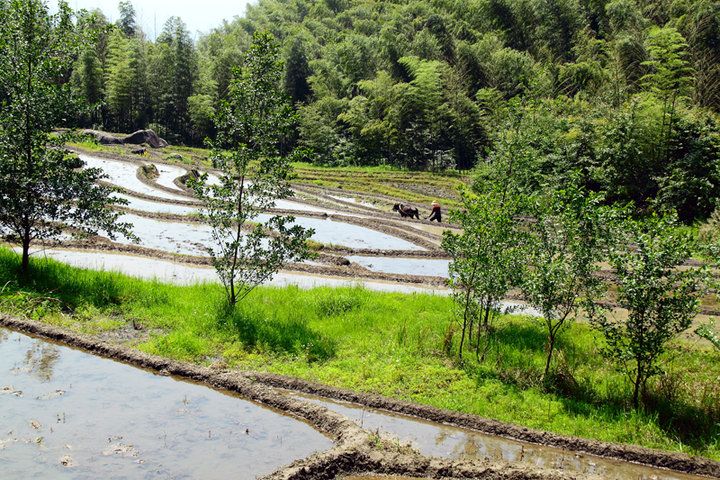 張家坊村(山東省青島市平度市崔家集鎮張家坊村)