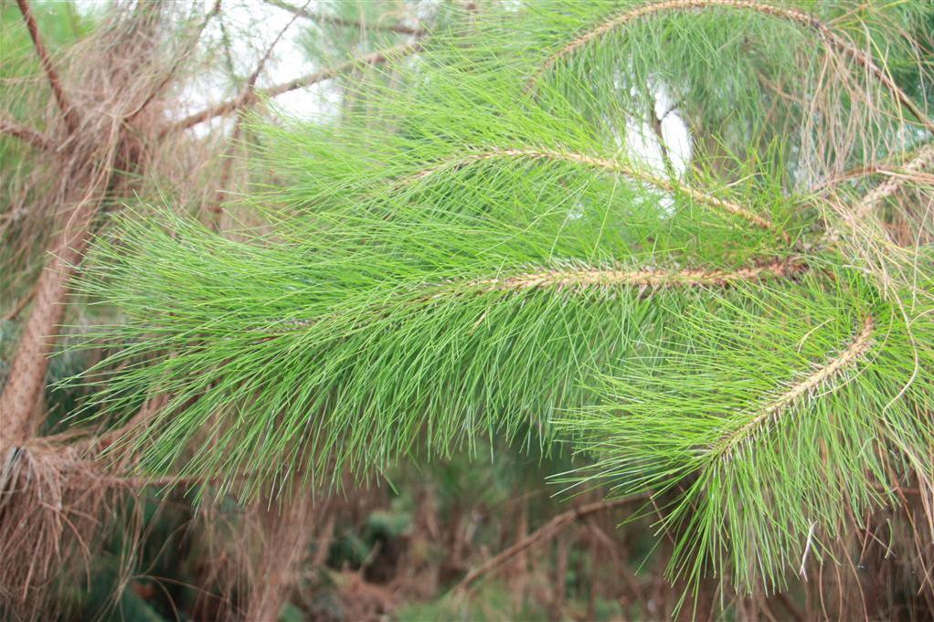 思茅松思茅家系50號