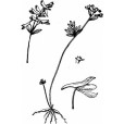 三裂紫堇
