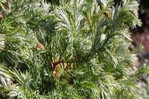 Chamaecyparis pisifera \x27Boulevard\x27