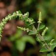 多穗香茶菜（原變種）