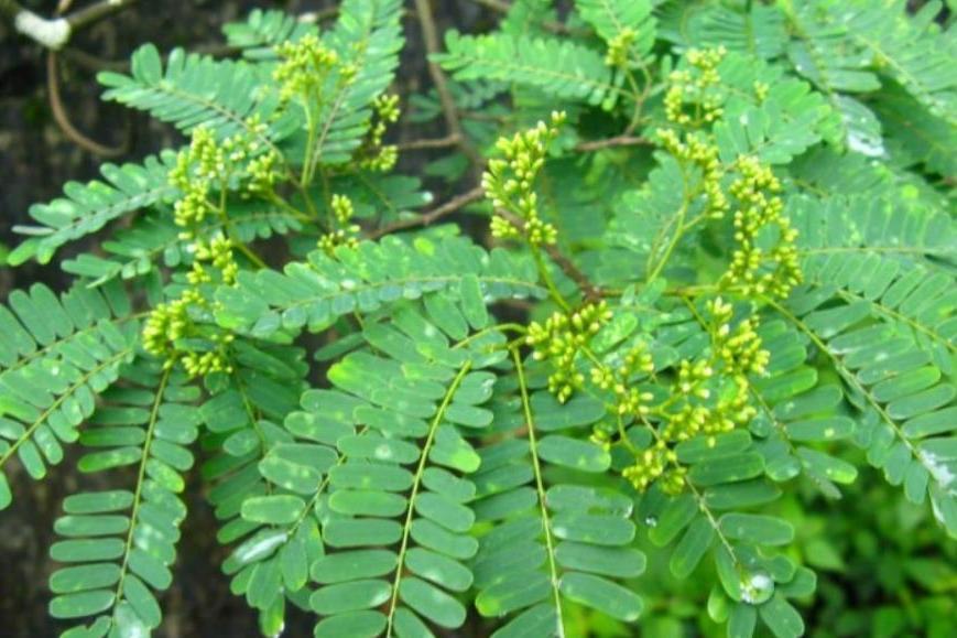 Acacia cognata \x27Mini Cog\x27